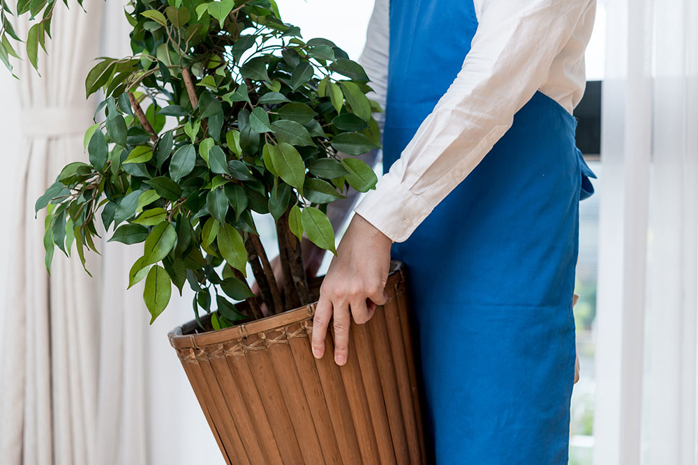 植木の引越し費用と上手な梱包方法 植木は自己責任で運んでもらう 引越し宣言